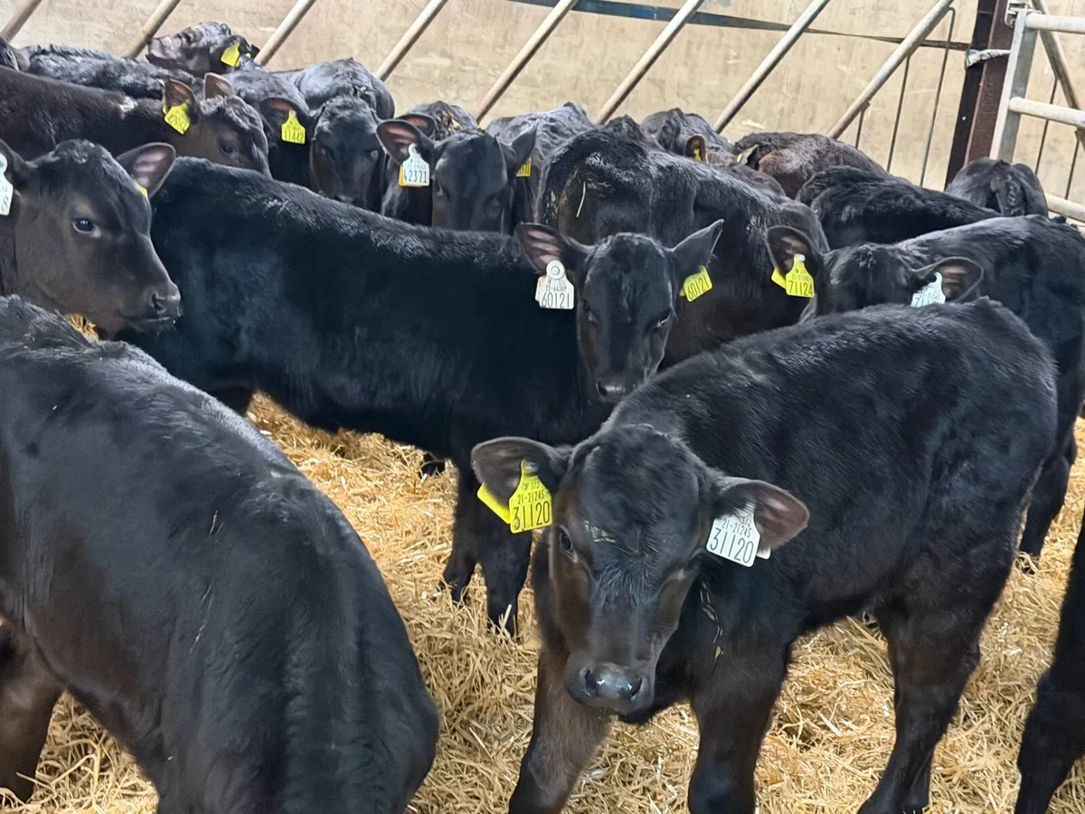 35 Aberdeen Angus Heifers Once A Day Calves - Image 4