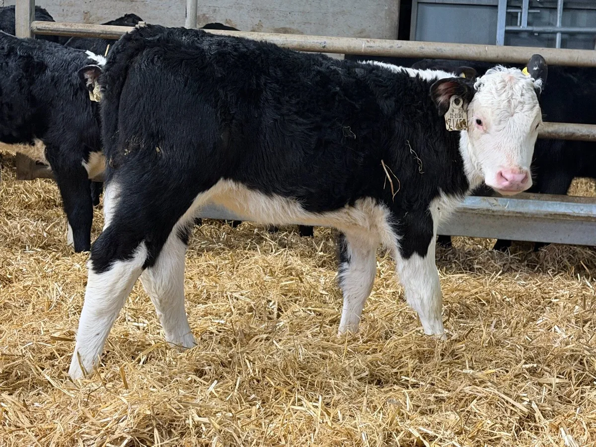 35 Red And Black White Head Heifers - Image 1