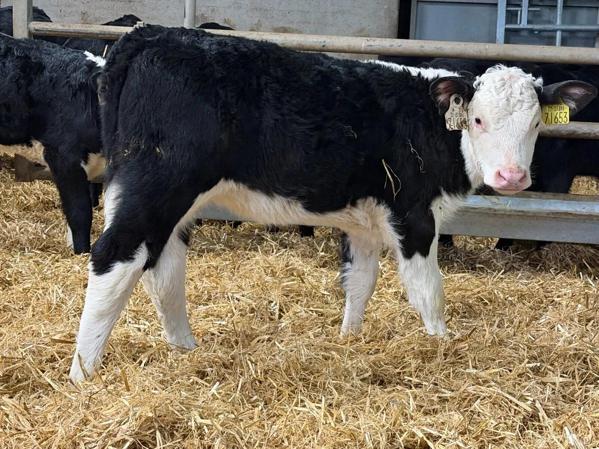 35 Red And Black White Head Heifers - Image 2