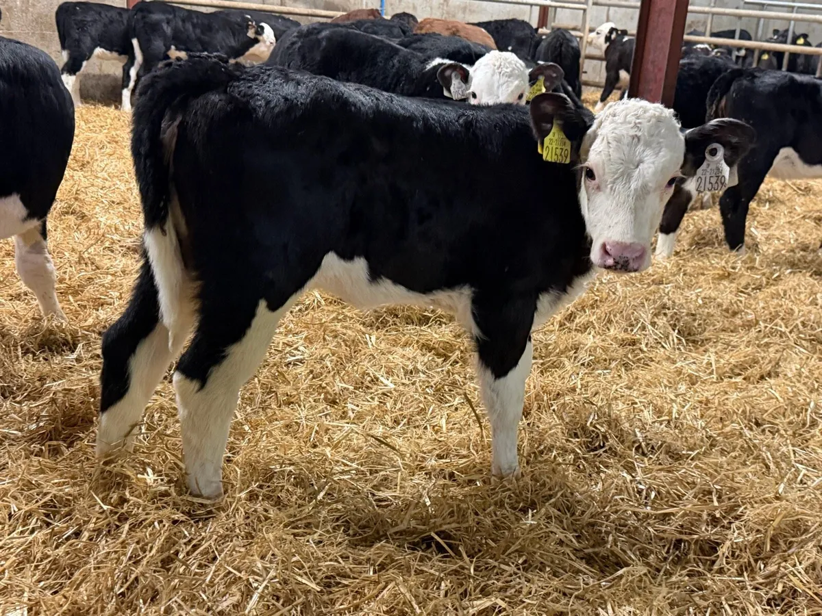 35 Red And Black White Head Heifers - Image 3