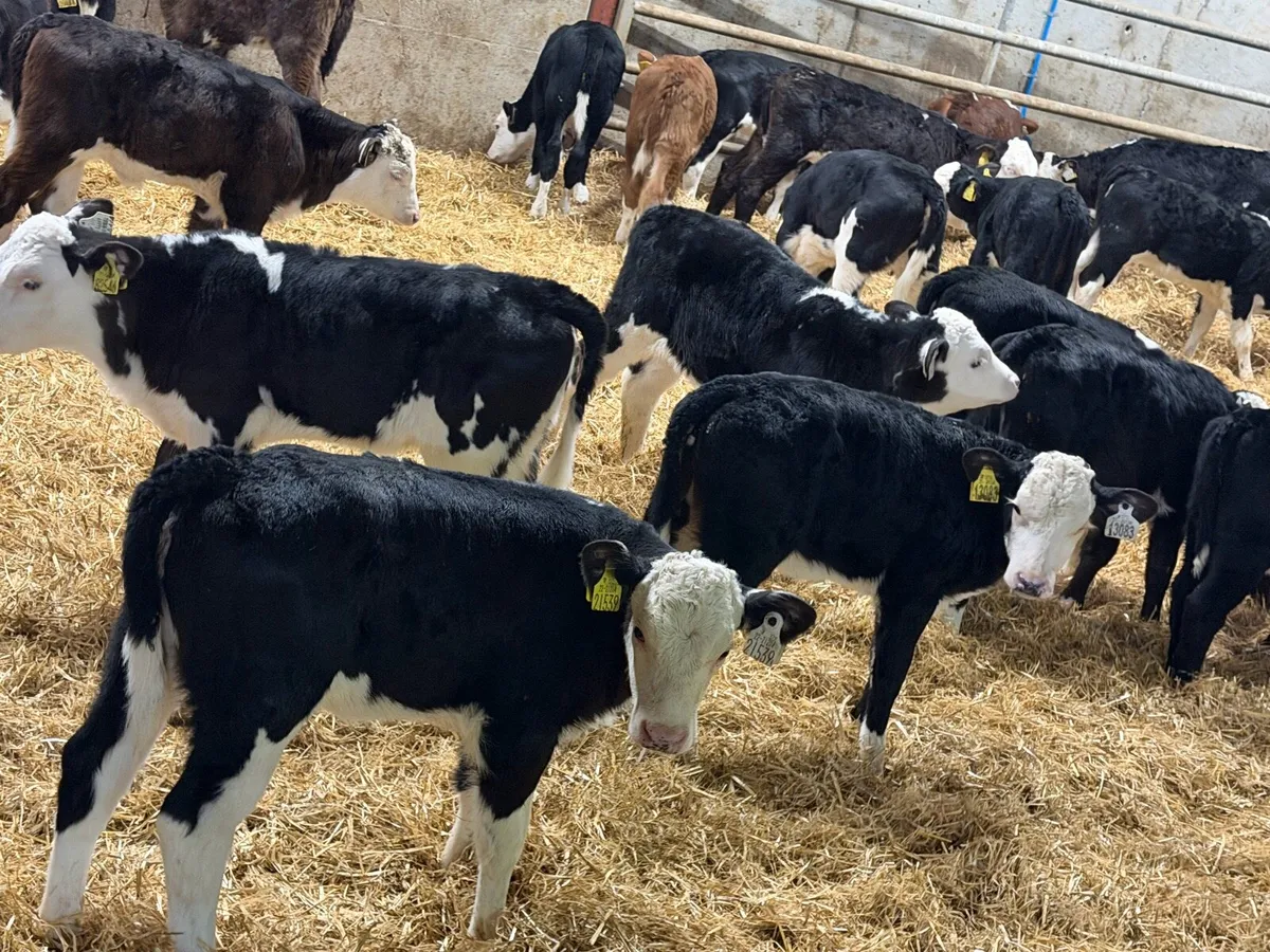 35 Red And Black White Head Heifers - Image 4