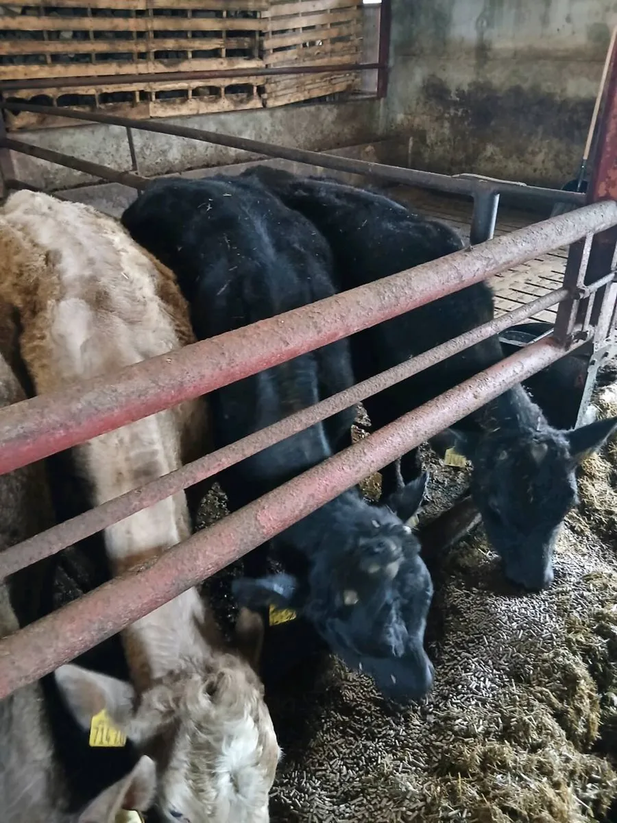 2 Angus Bulls 1 Charolais Heifer - Image 1