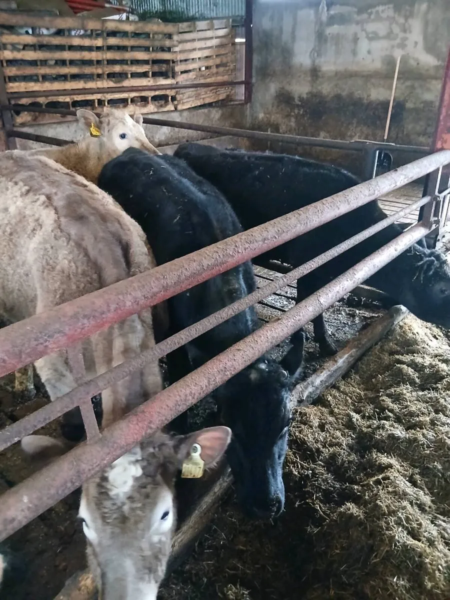 2 Angus Bulls 1 Charolais Heifer - Image 2