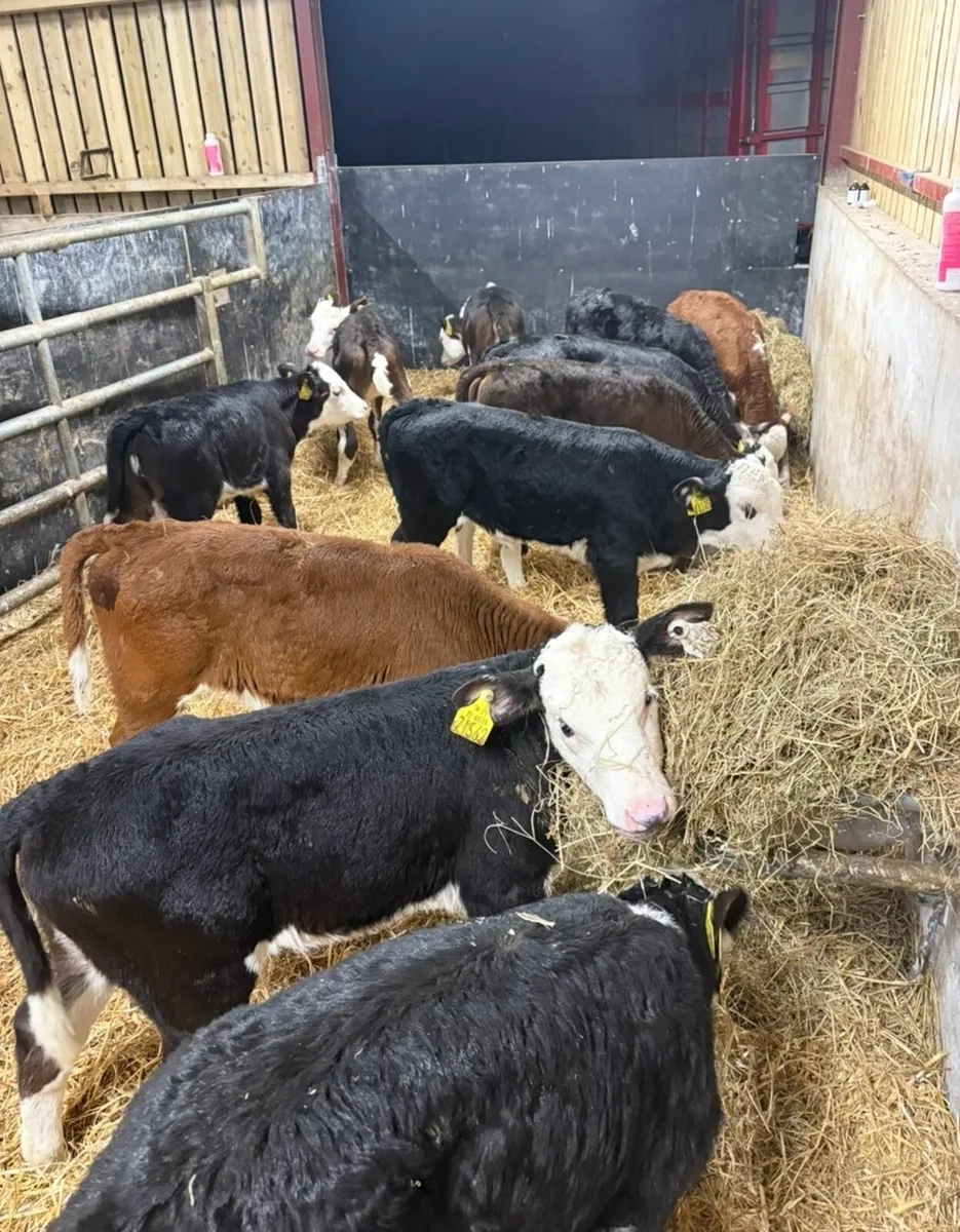 11 super 6 week old Hereford heifers for sale🔥 - Image 1