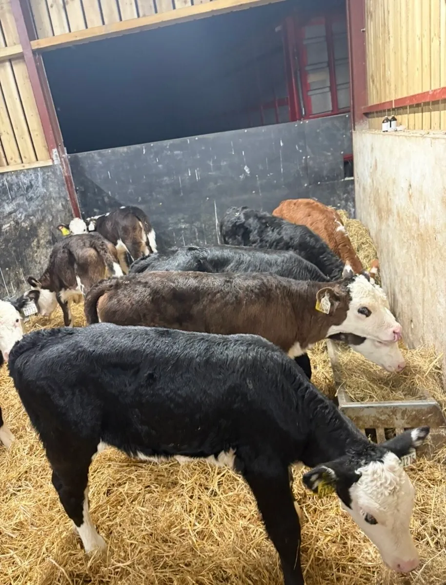 11 super 6 week old Hereford heifers for sale🔥 - Image 2