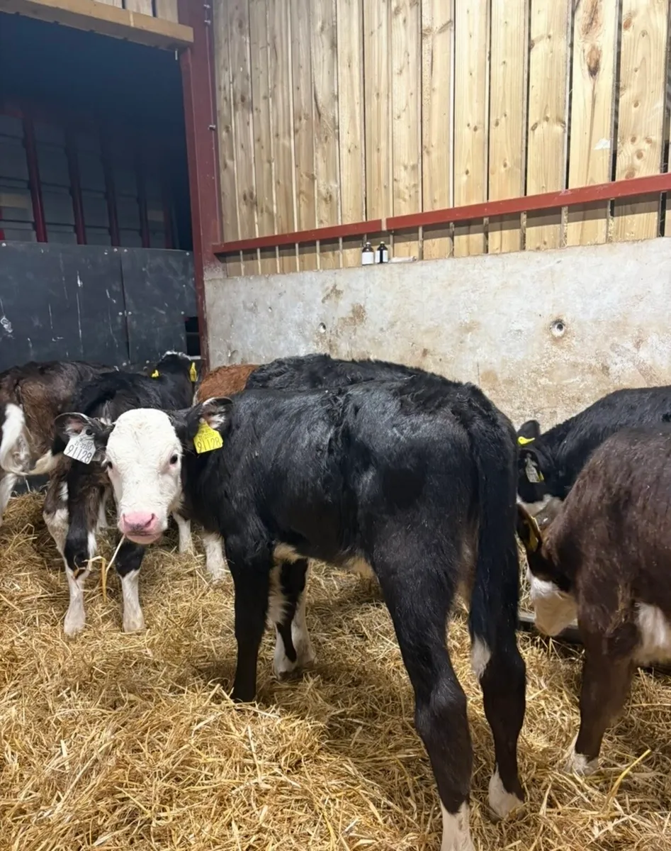 11 super 6 week old Hereford heifers for sale🔥 - Image 3