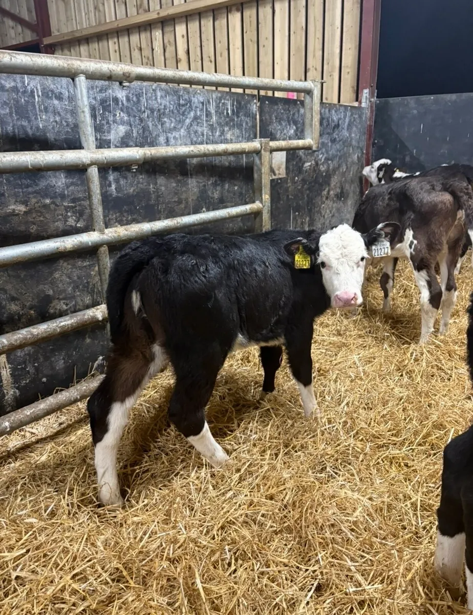 11 super 6 week old Hereford heifers for sale🔥 - Image 4