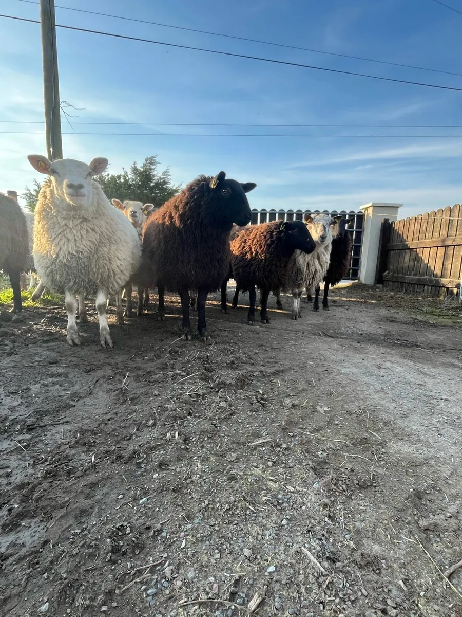 Hogget ewes - Image 4