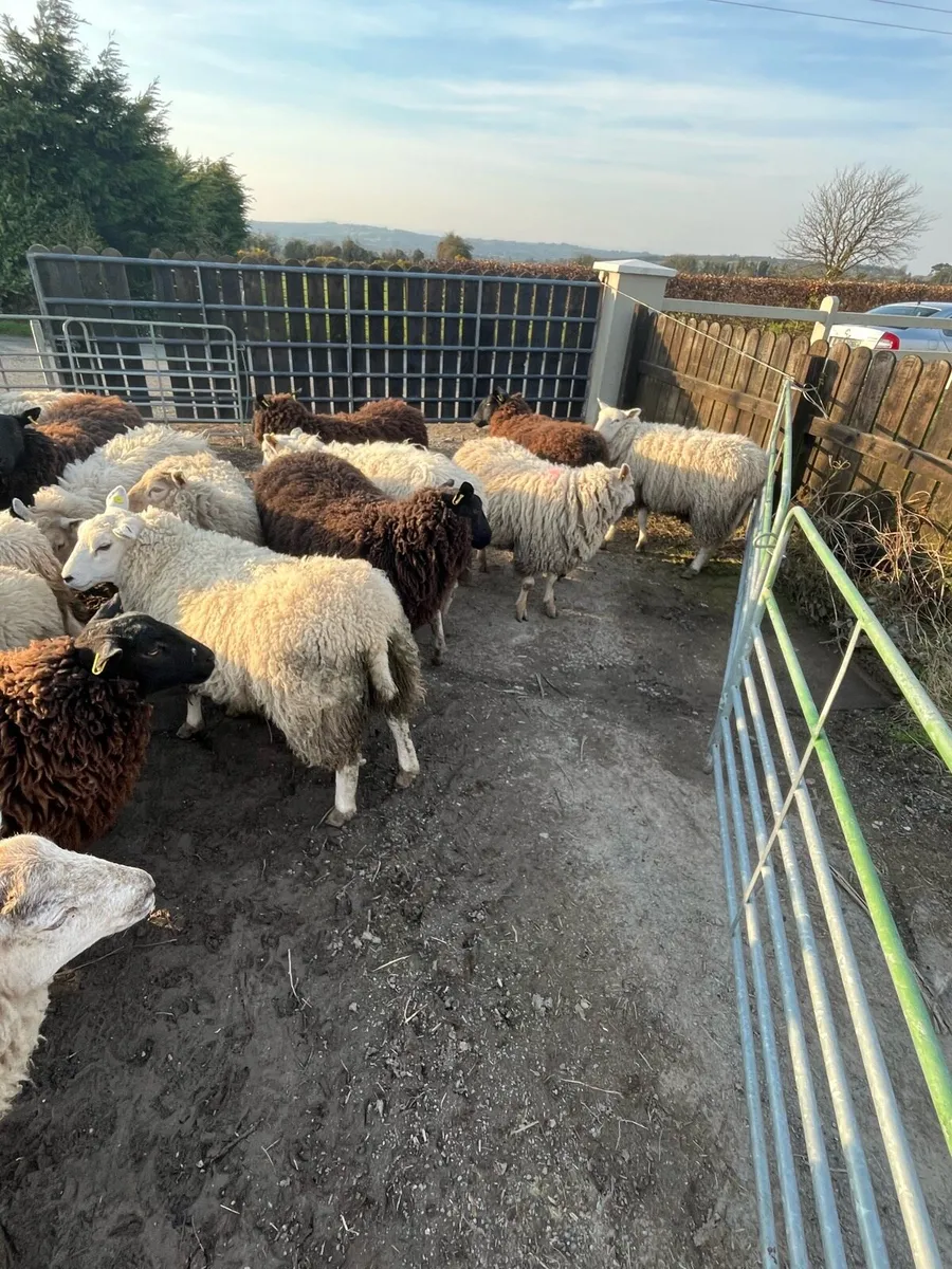 Hogget ewes - Image 2