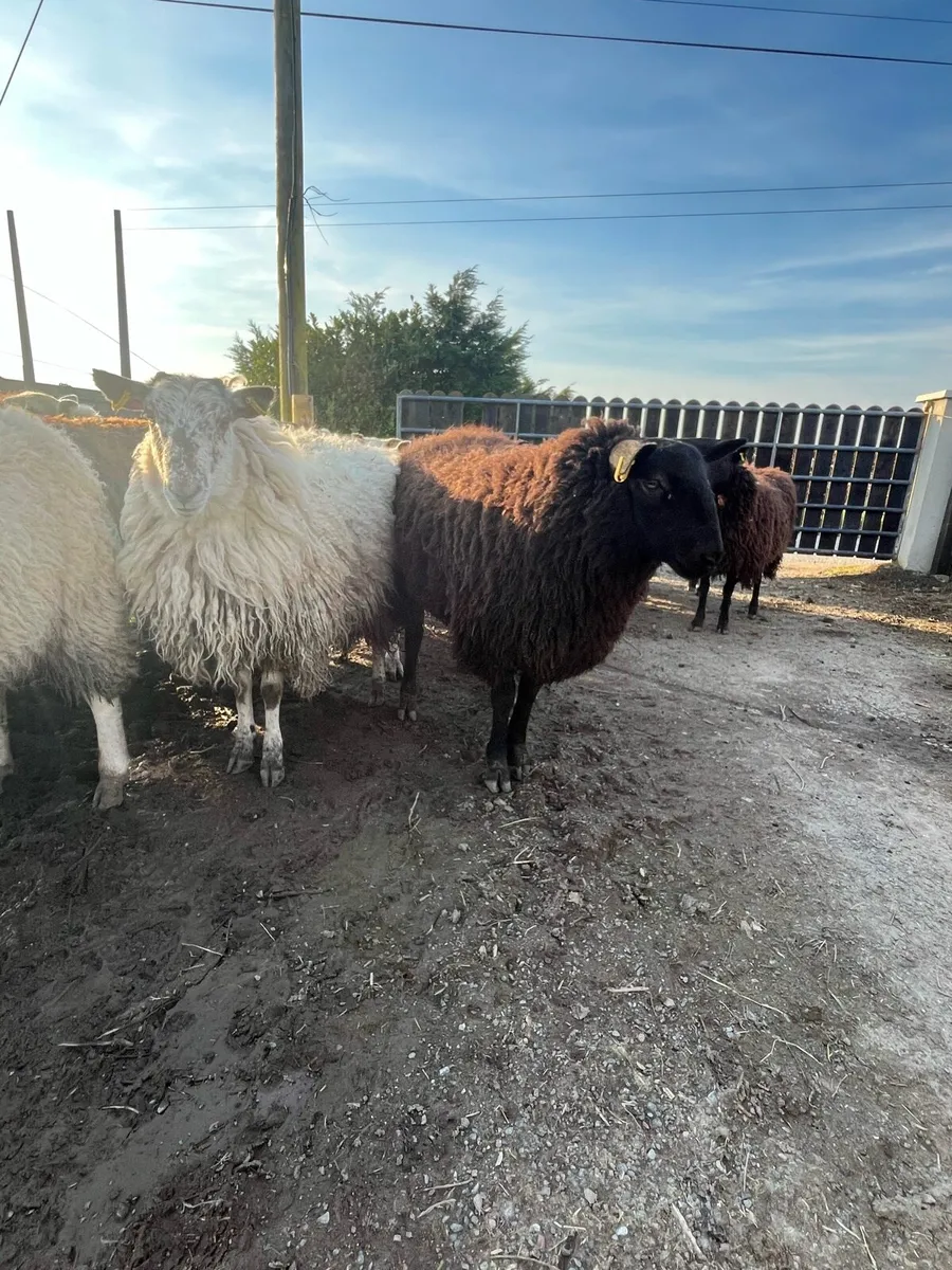 Hogget ewes - Image 3