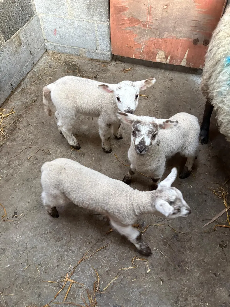 Pet/foster lambs
