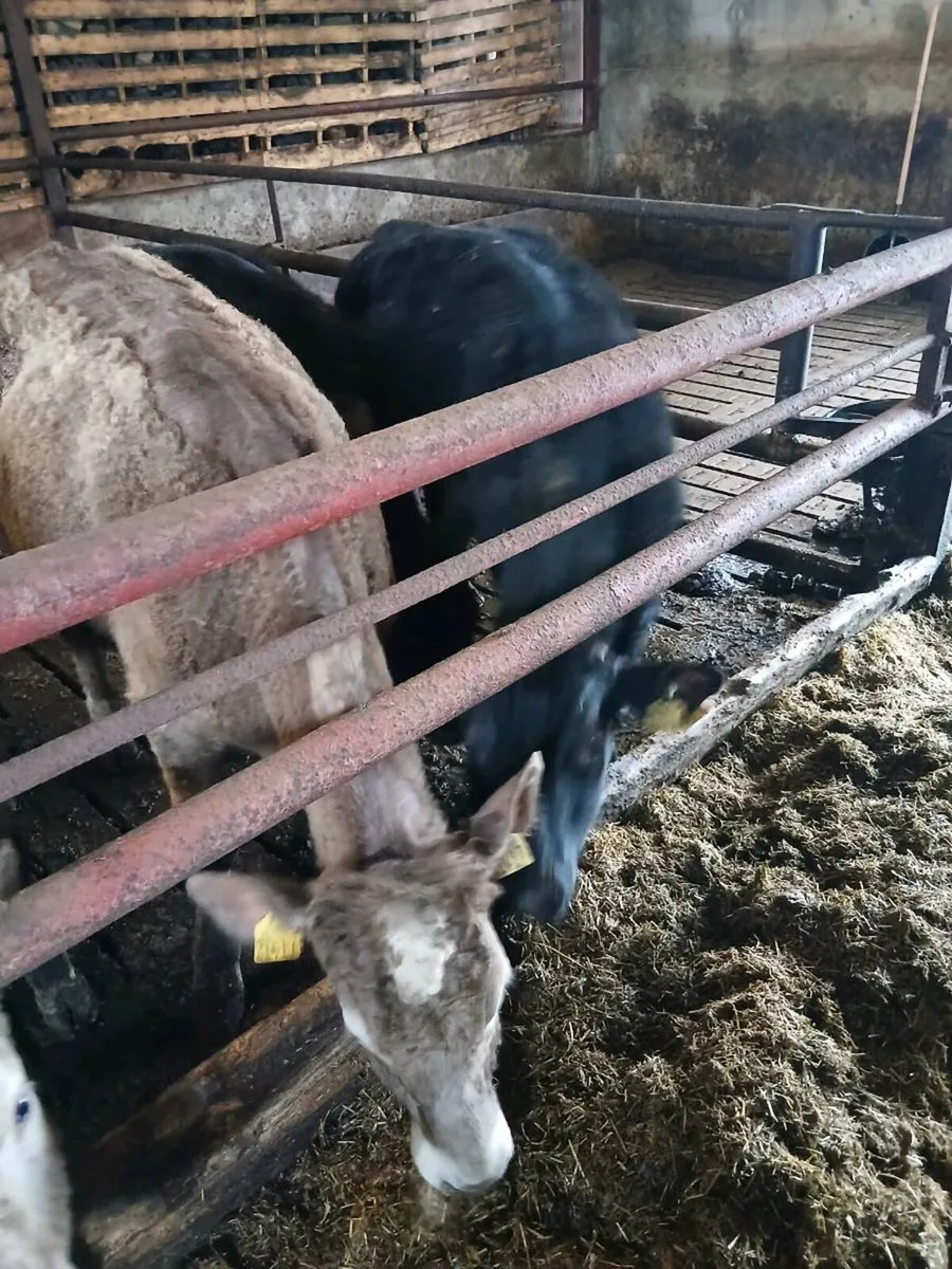 2 Angus Bulls 1 Charolais Heifer - Image 3