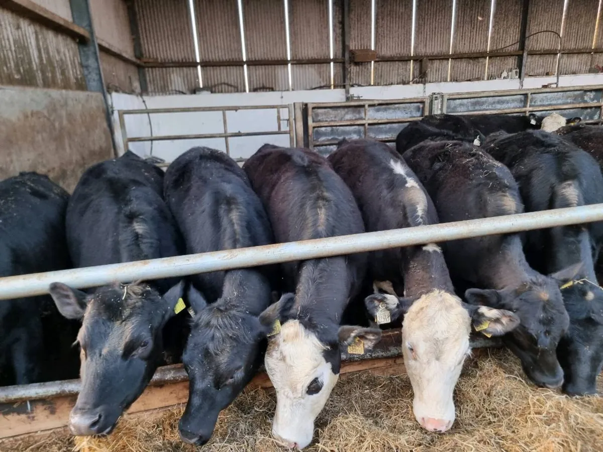 AA and Herdford heiffers - Image 4