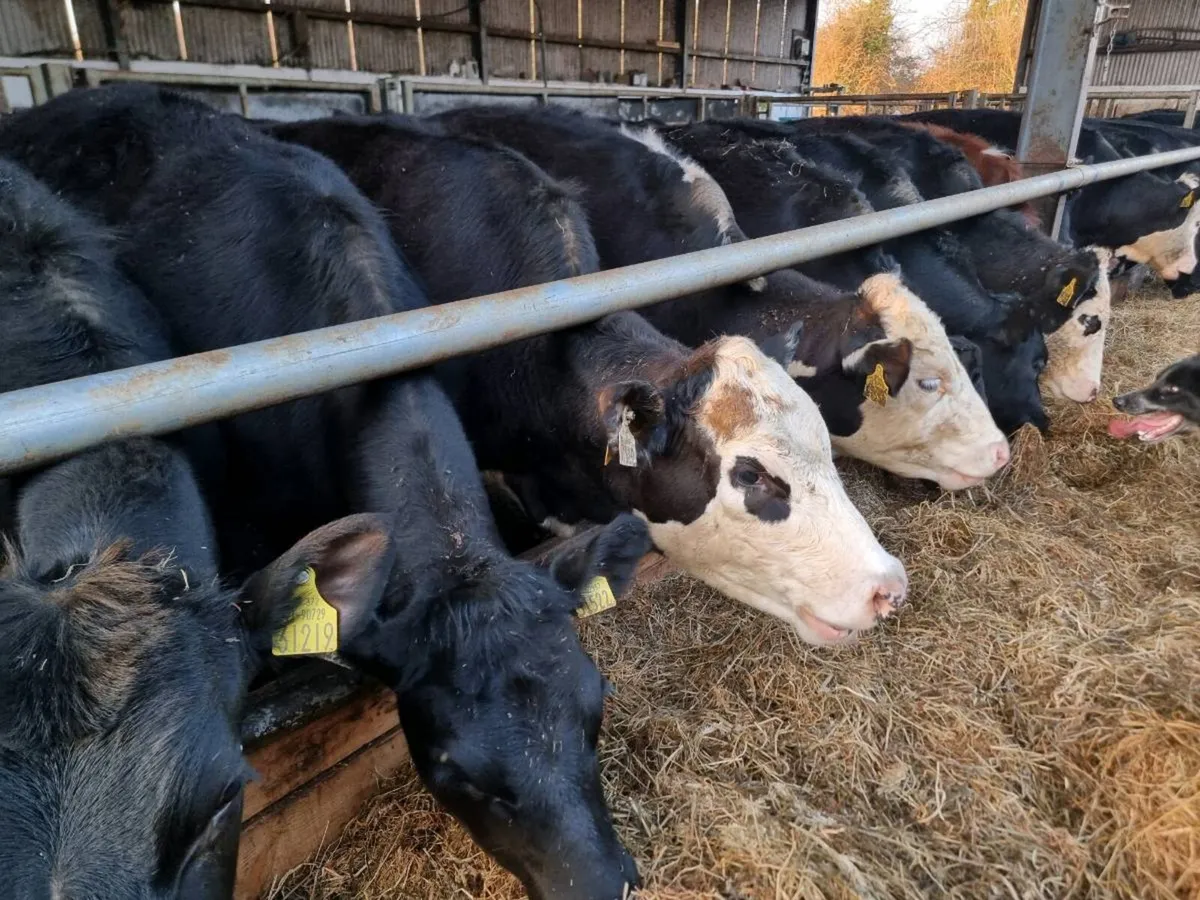 AA and Herdford heiffers - Image 1