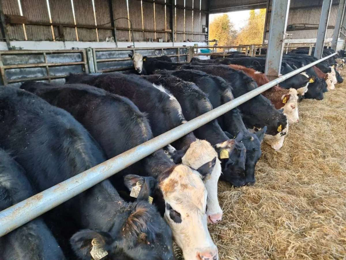 AA and Herdford heiffers - Image 2