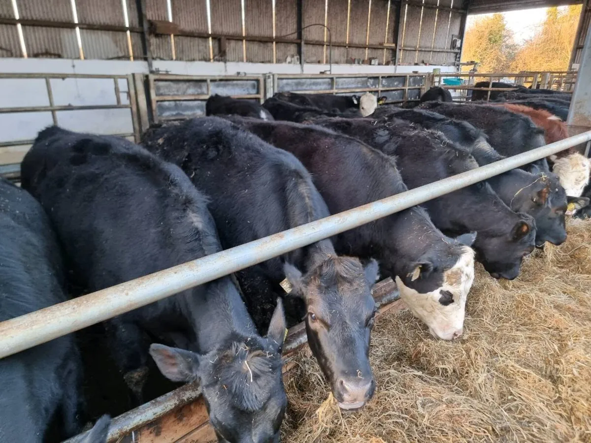 AA and Herdford heiffers - Image 3