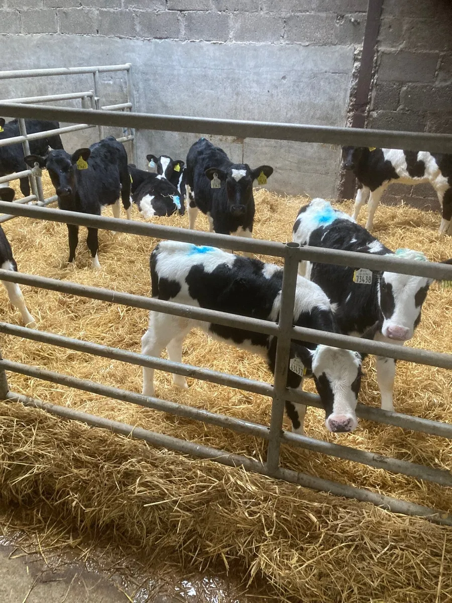 Freisan heifer calves - Image 1