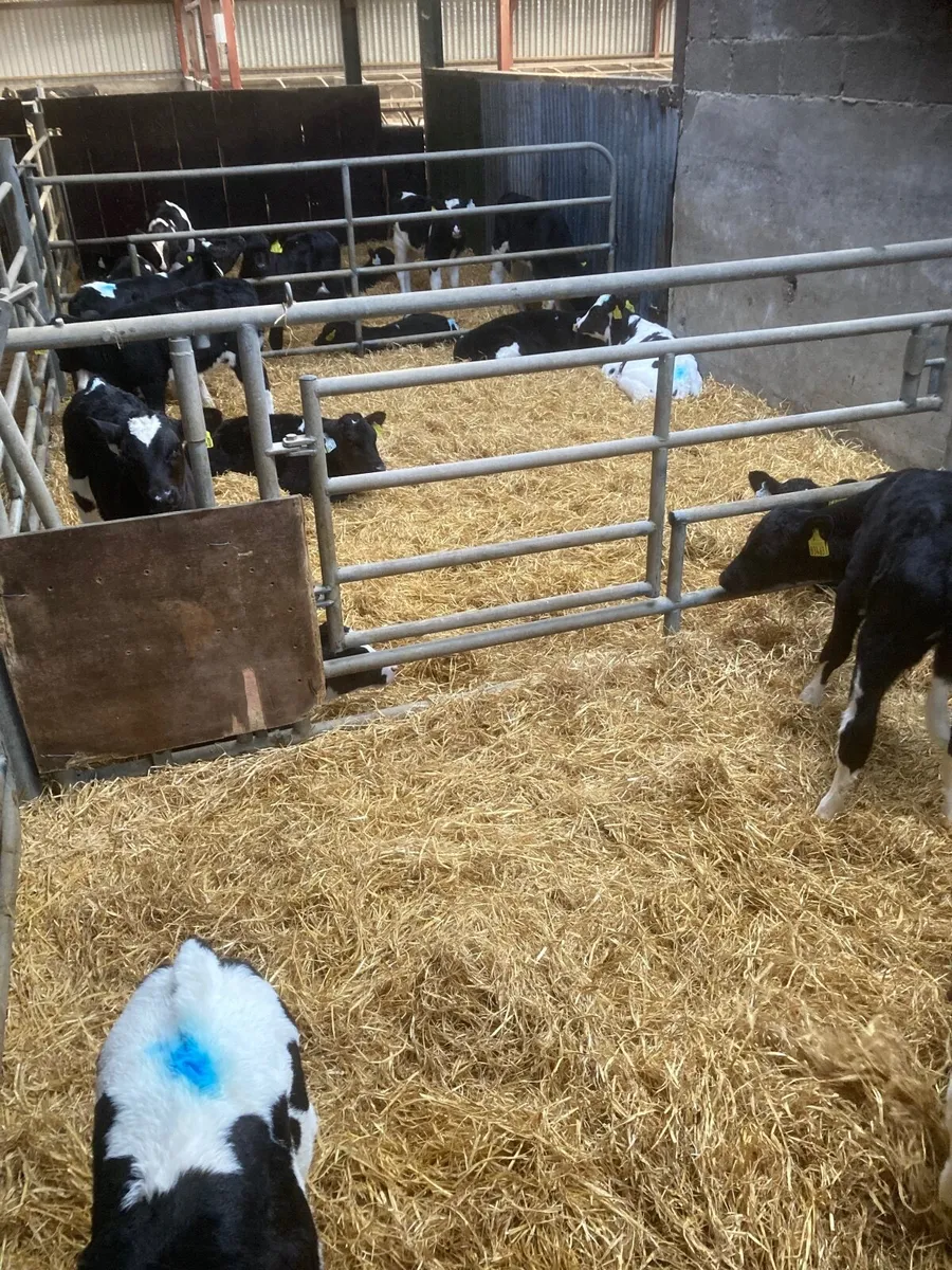 Freisan heifer calves - Image 2