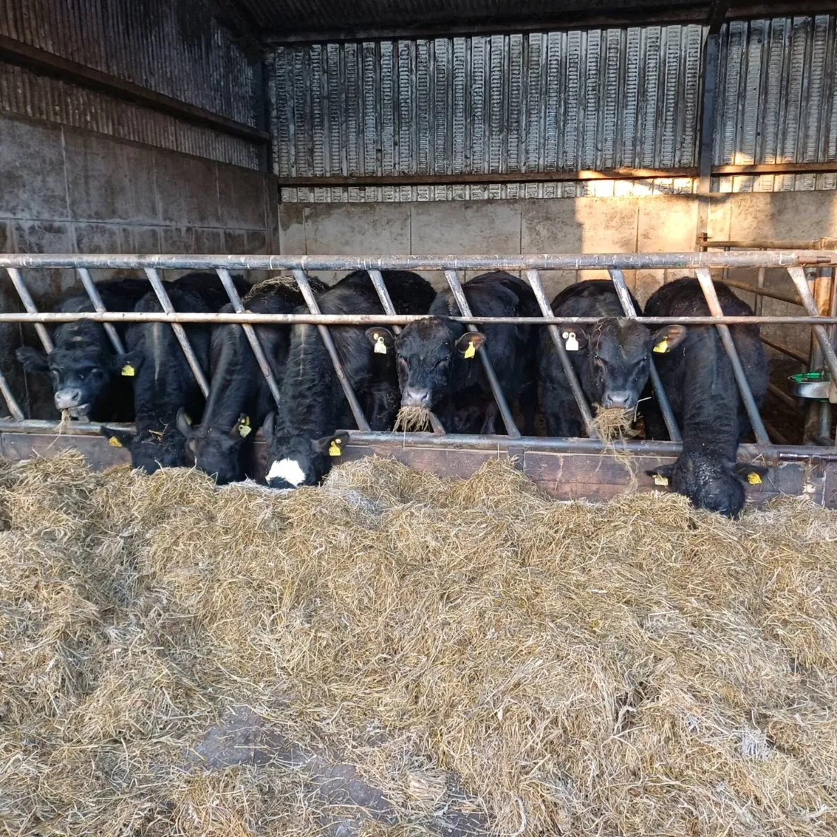 Angus X Bulls at mid Kerry mart 28th of March - Image 1