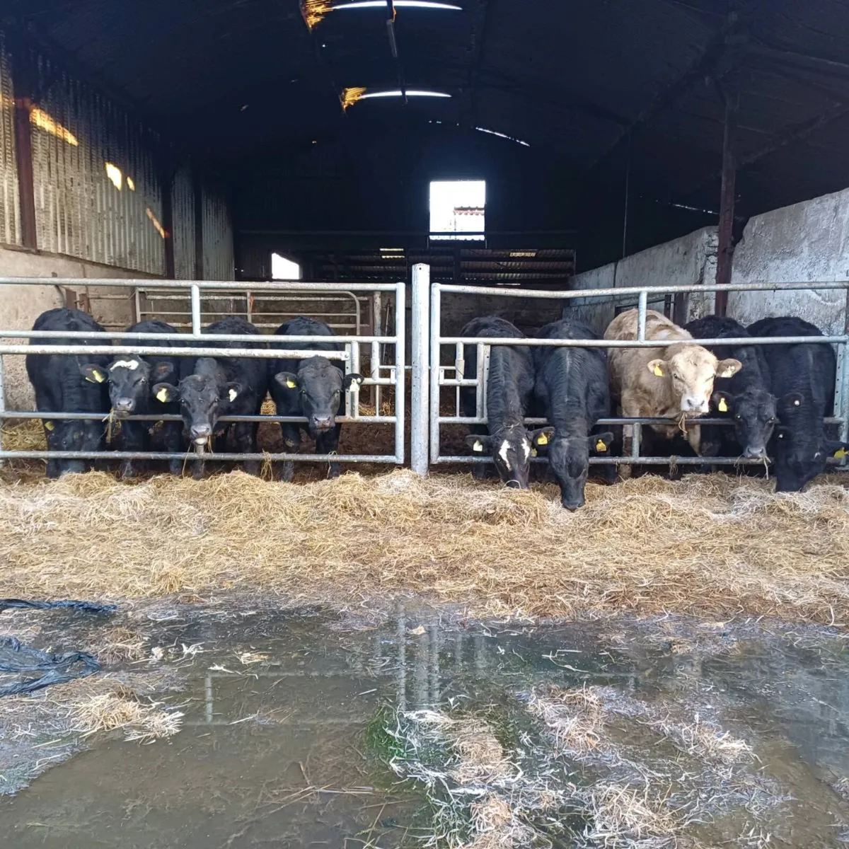 Angus X Bulls at mid Kerry mart 28th of March - Image 2