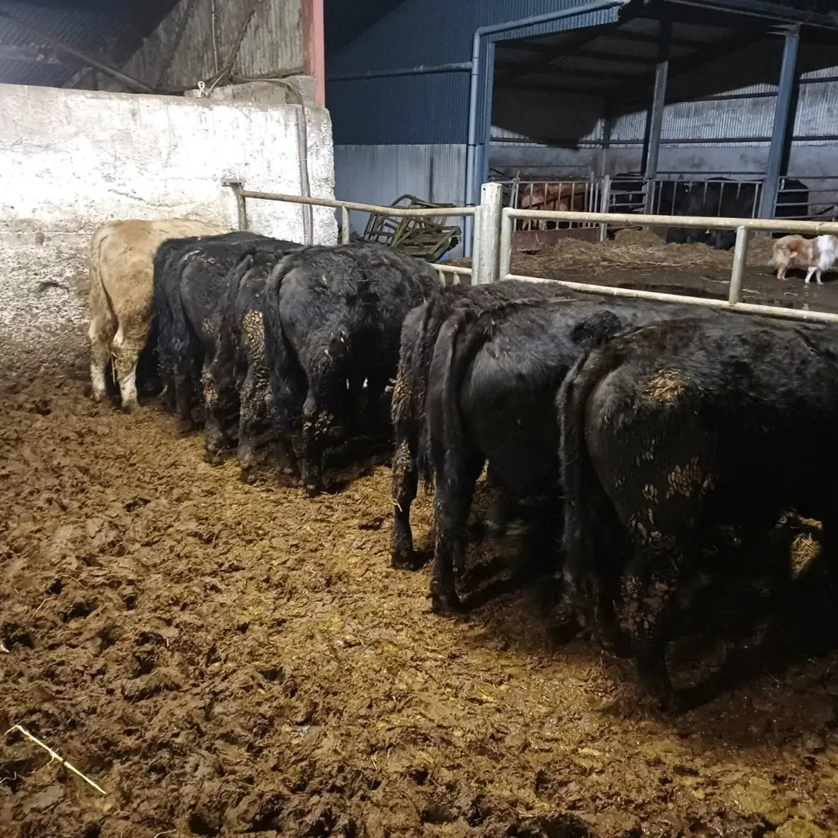 Angus X Bulls at mid Kerry mart 28th of March - Image 3
