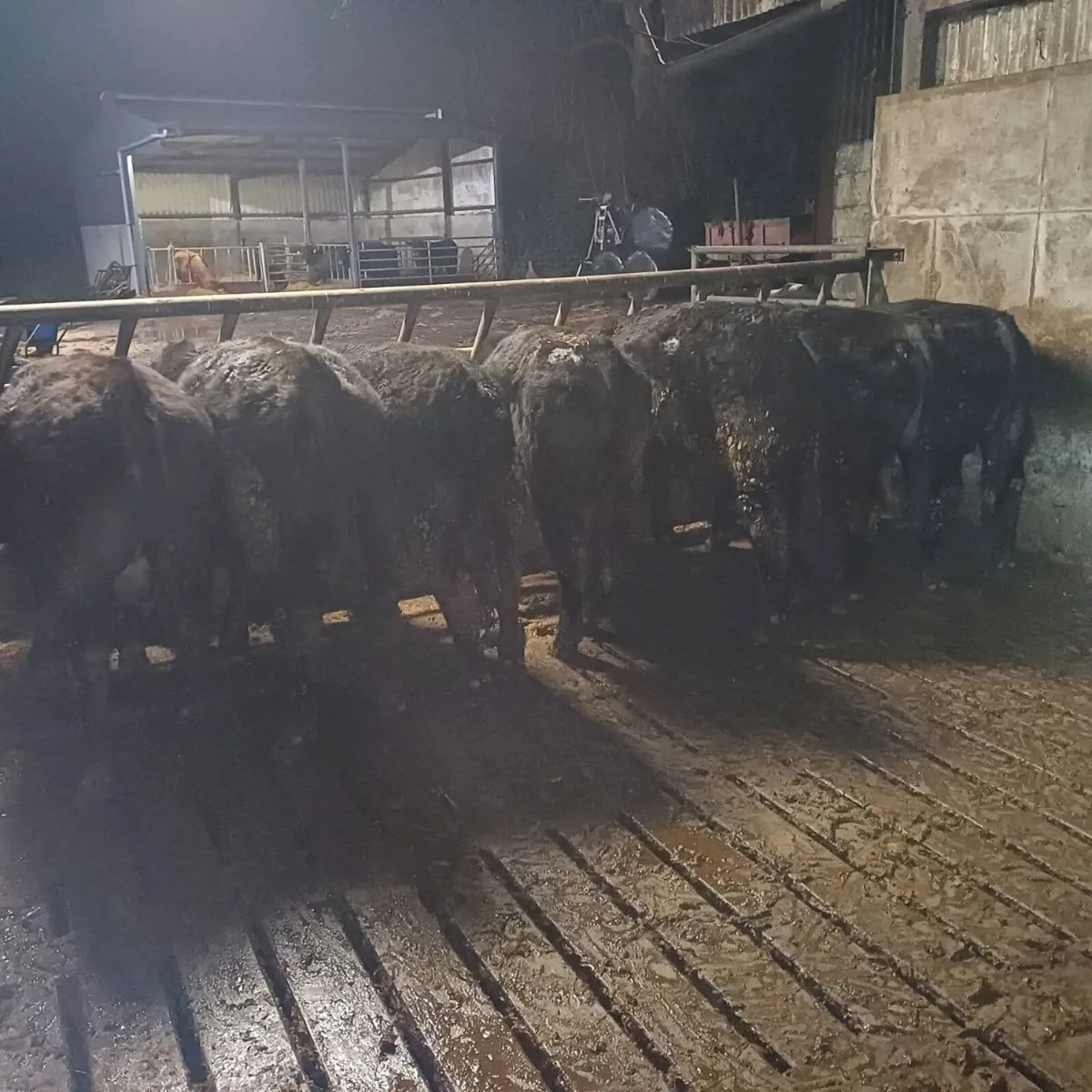 Angus X Bulls at mid Kerry mart 28th of March - Image 4