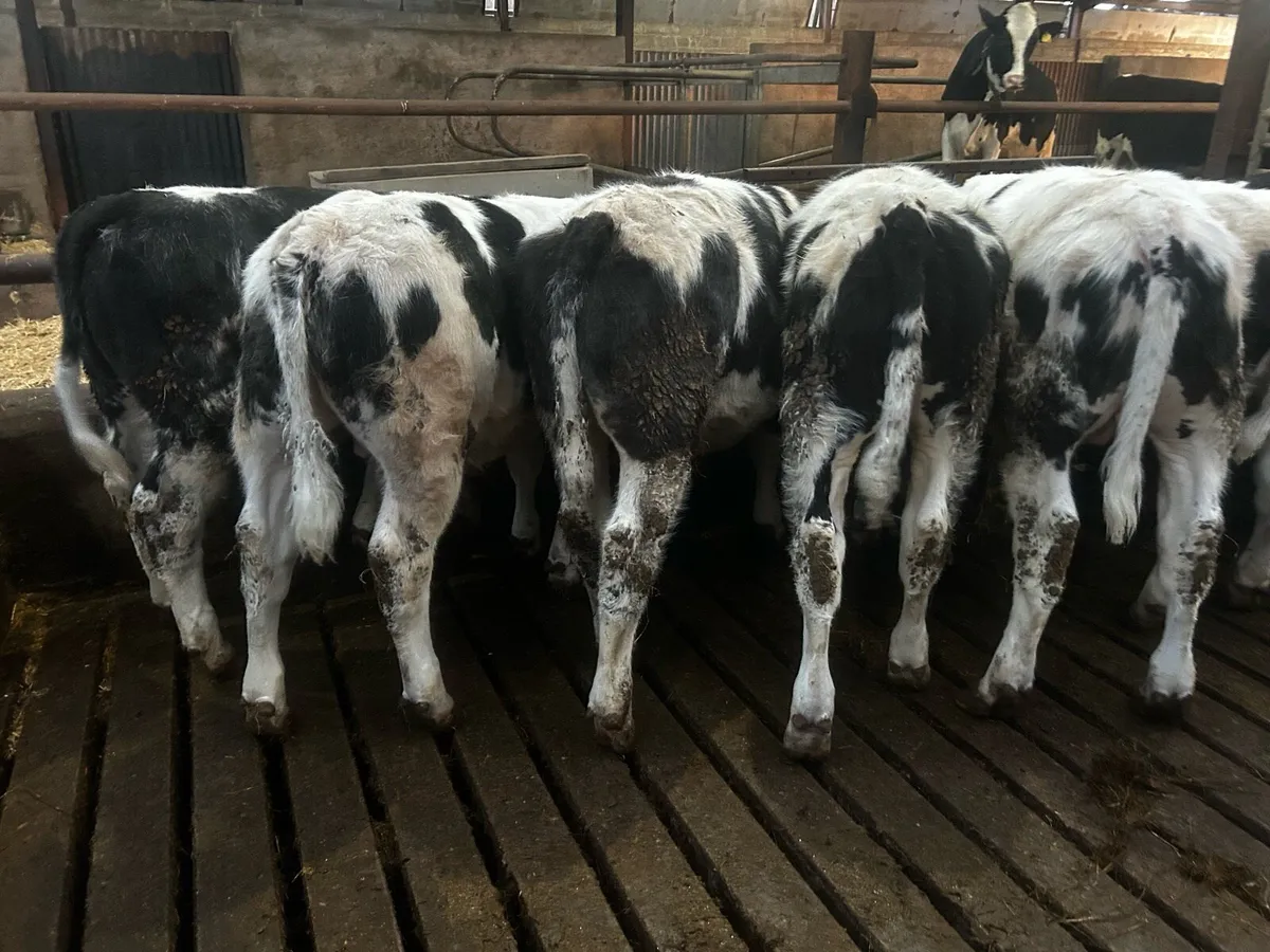 19 Blue and Angus lumps - Image 2