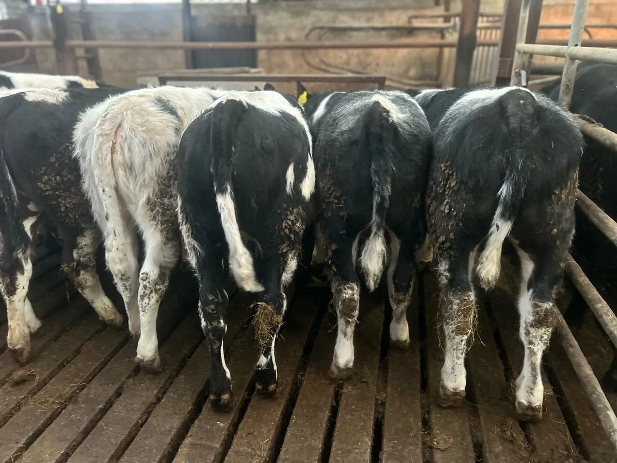 19 Blue and Angus lumps - Image 1