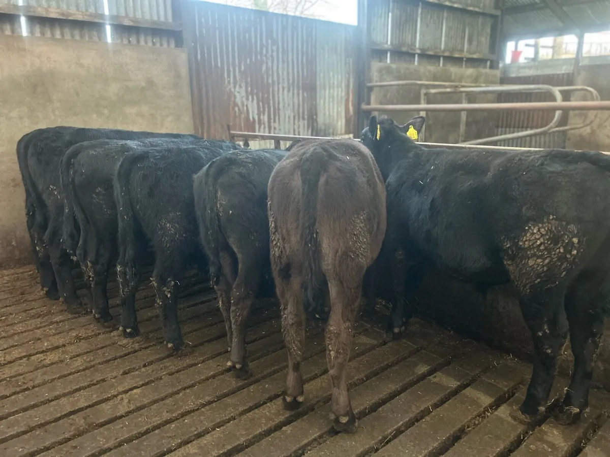 19 Blue and Angus lumps - Image 3