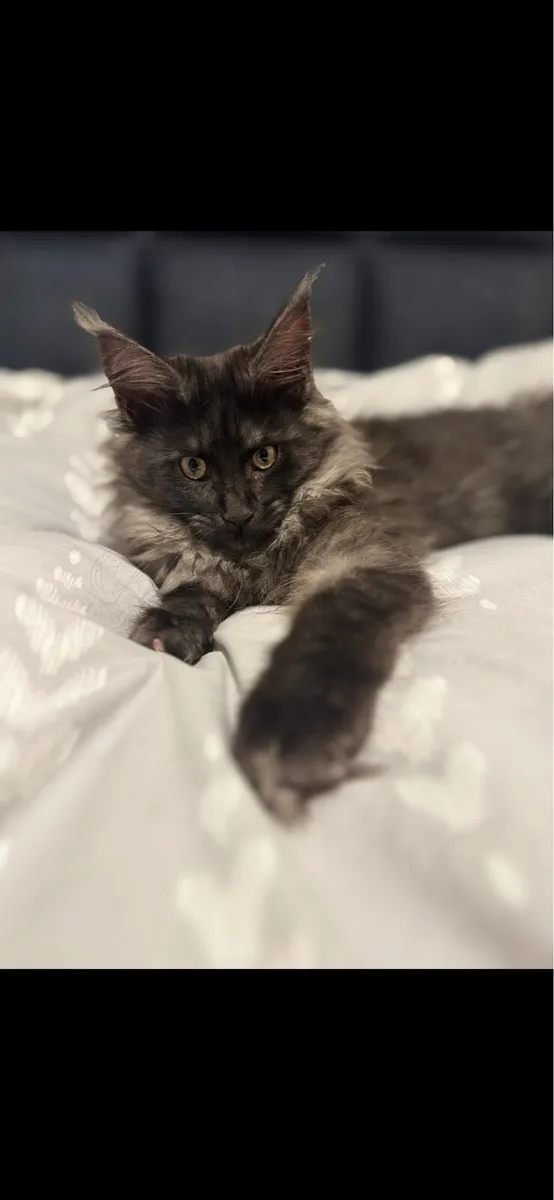 Mainecoon - Image 2