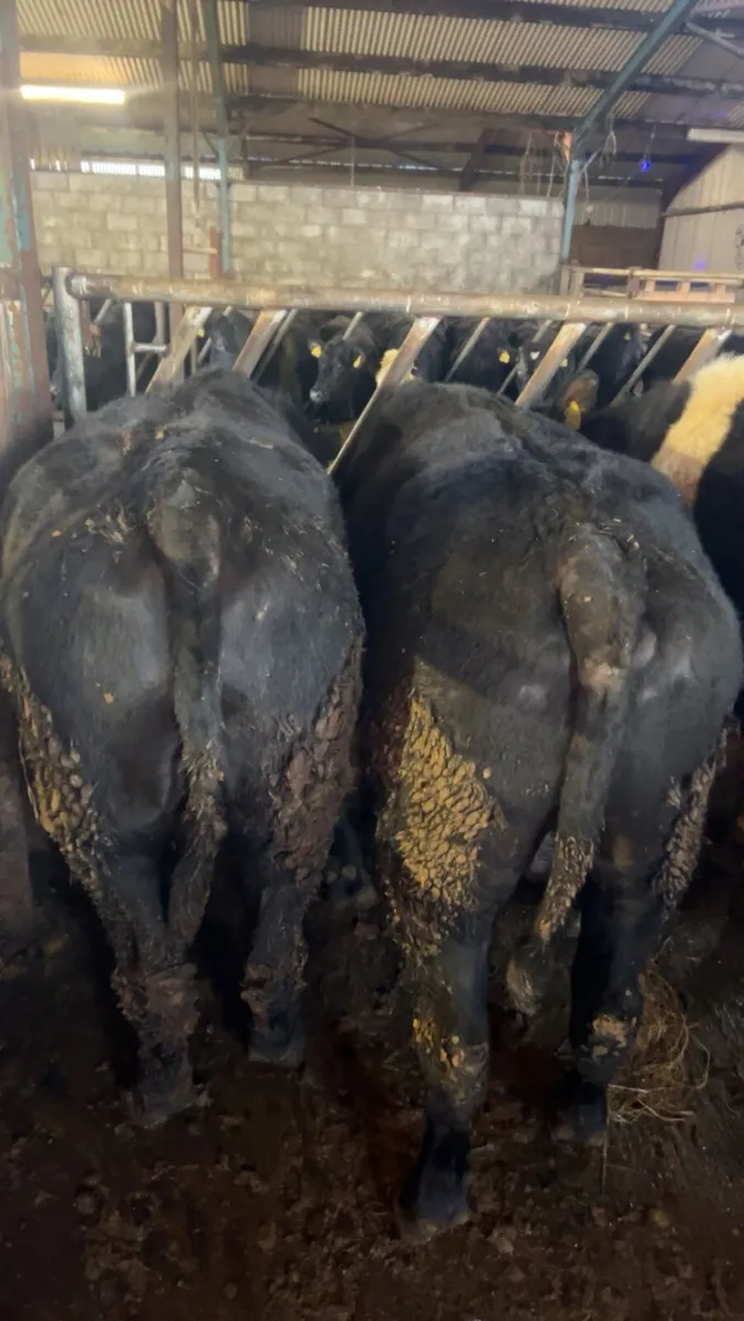 Super store bullocks - Image 3