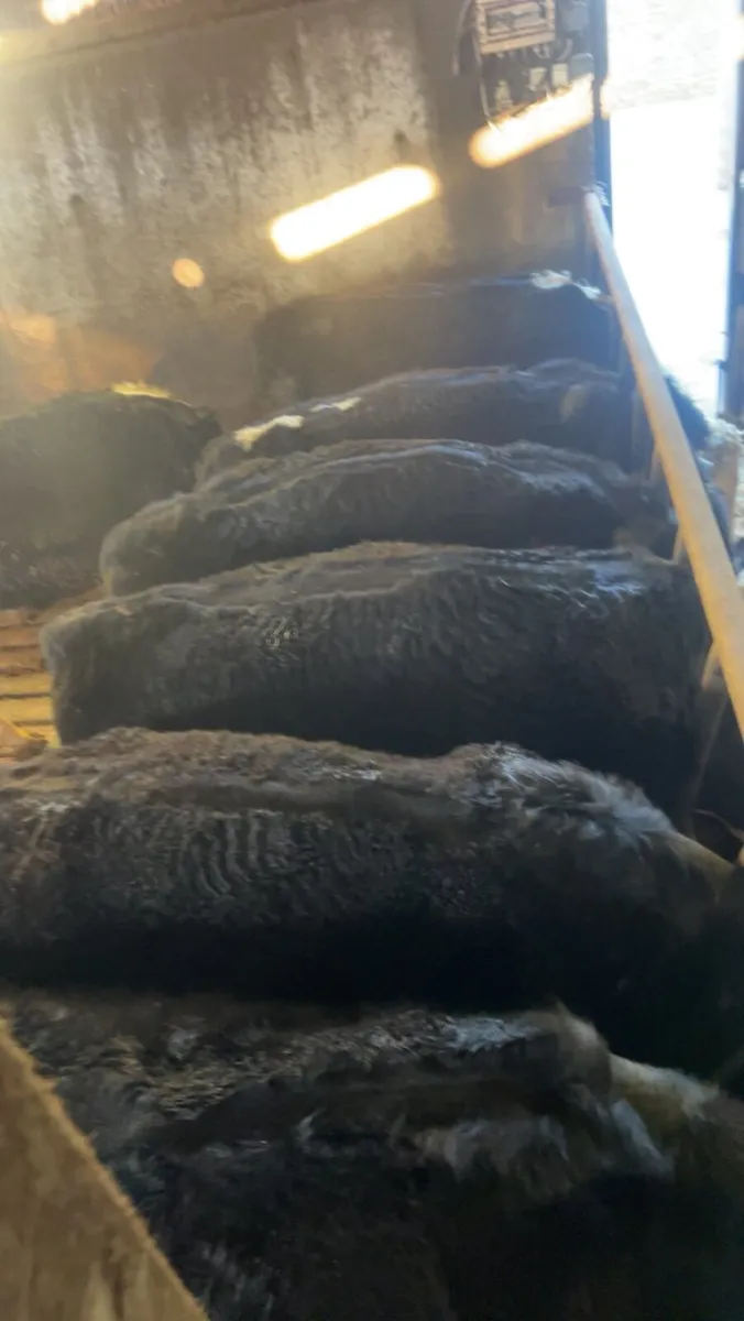 Super store bullocks - Image 4