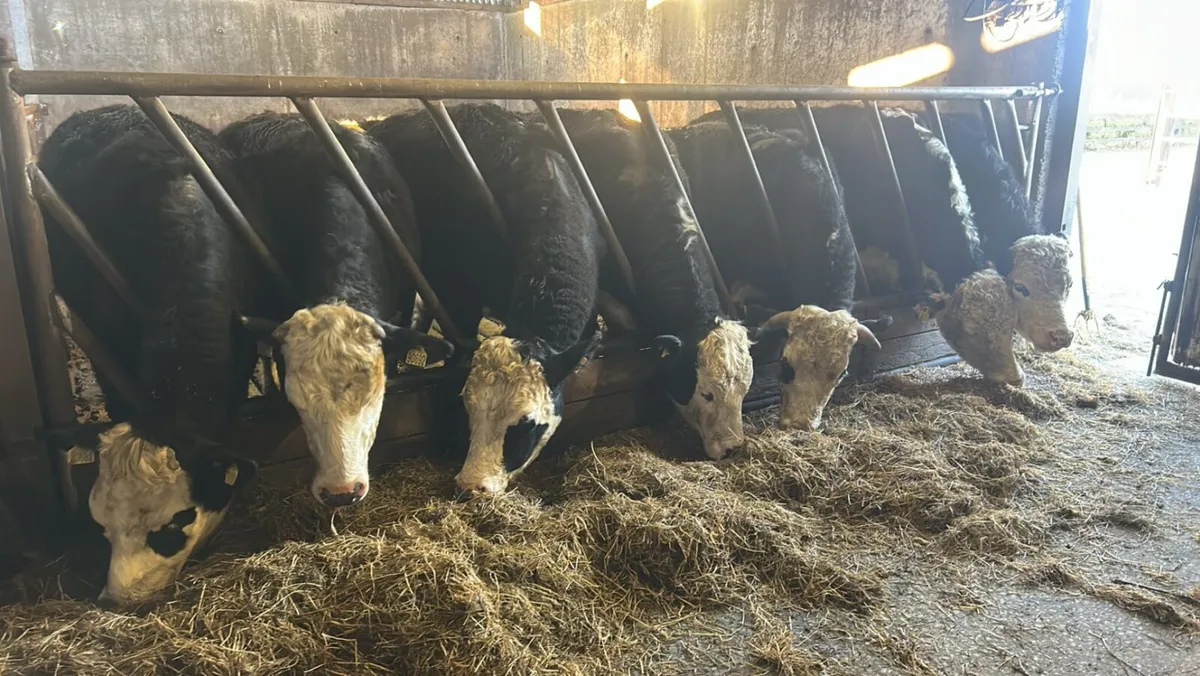 Super store bullocks - Image 1