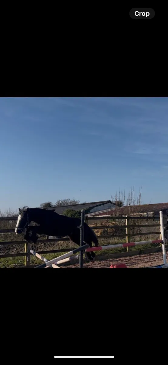 Connie x filly - Image 2