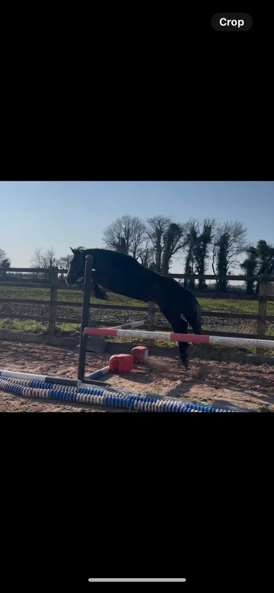 Connie x filly - Image 3