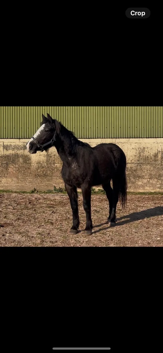 Connie x filly - Image 4