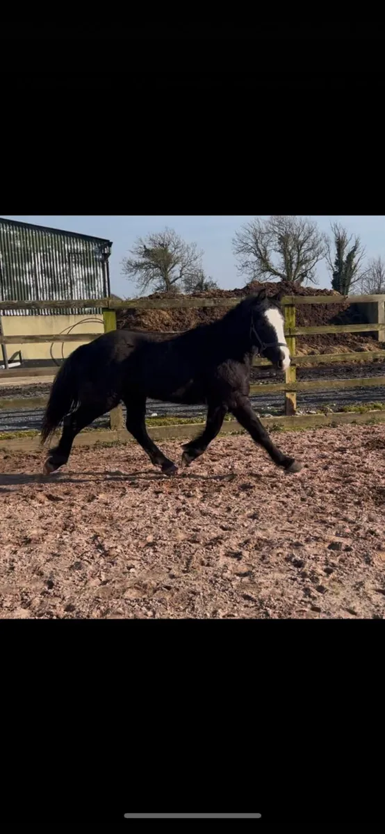 Connie x filly - Image 1