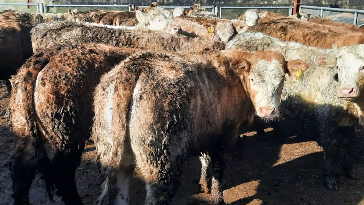 40 Super Charolais Heifers - Image 2