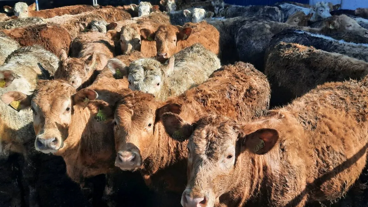 40 Super Charolais Heifers - Image 1