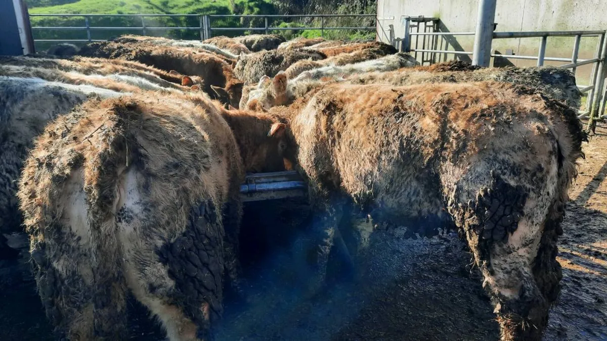 40 Super Charolais Heifers - Image 3