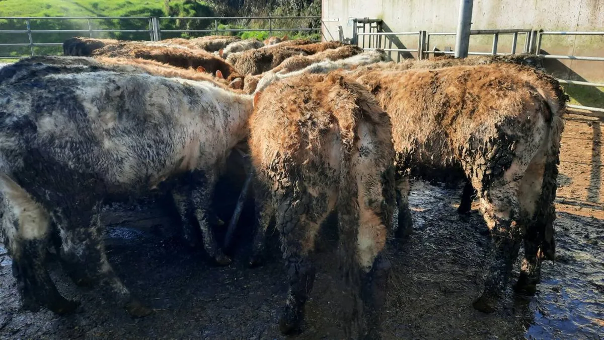 40 Super Charolais Heifers - Image 4