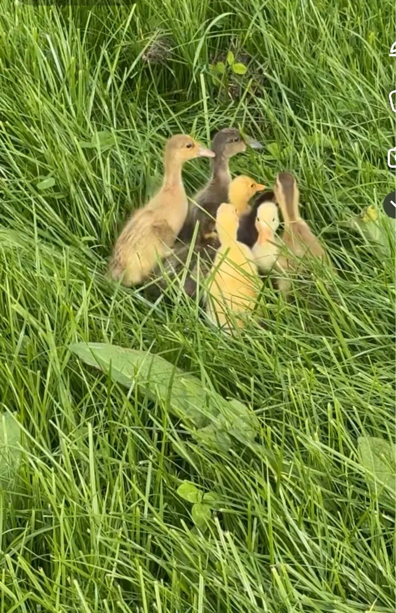 Indian runner hatching eggs