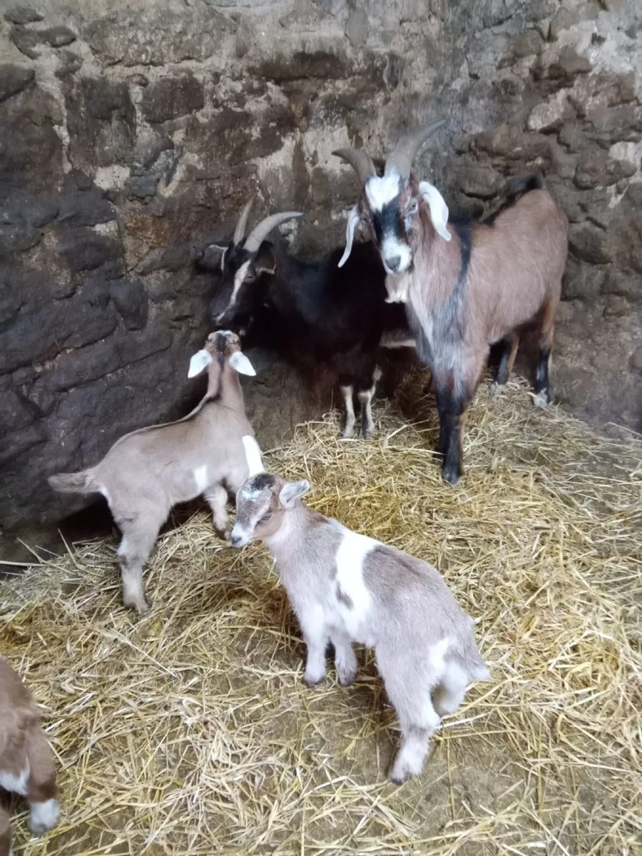 Goats - Image 1