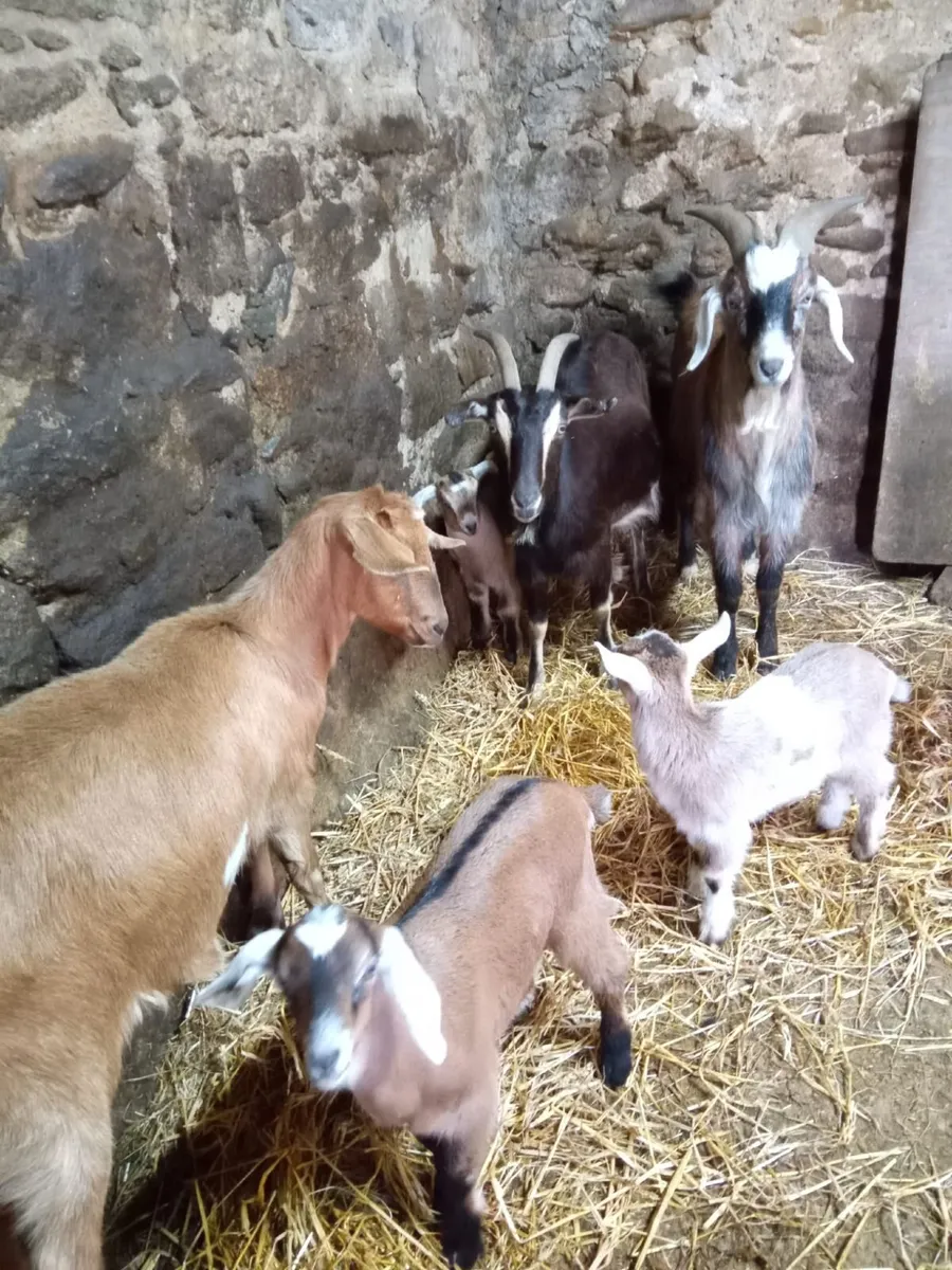 Goats - Image 2