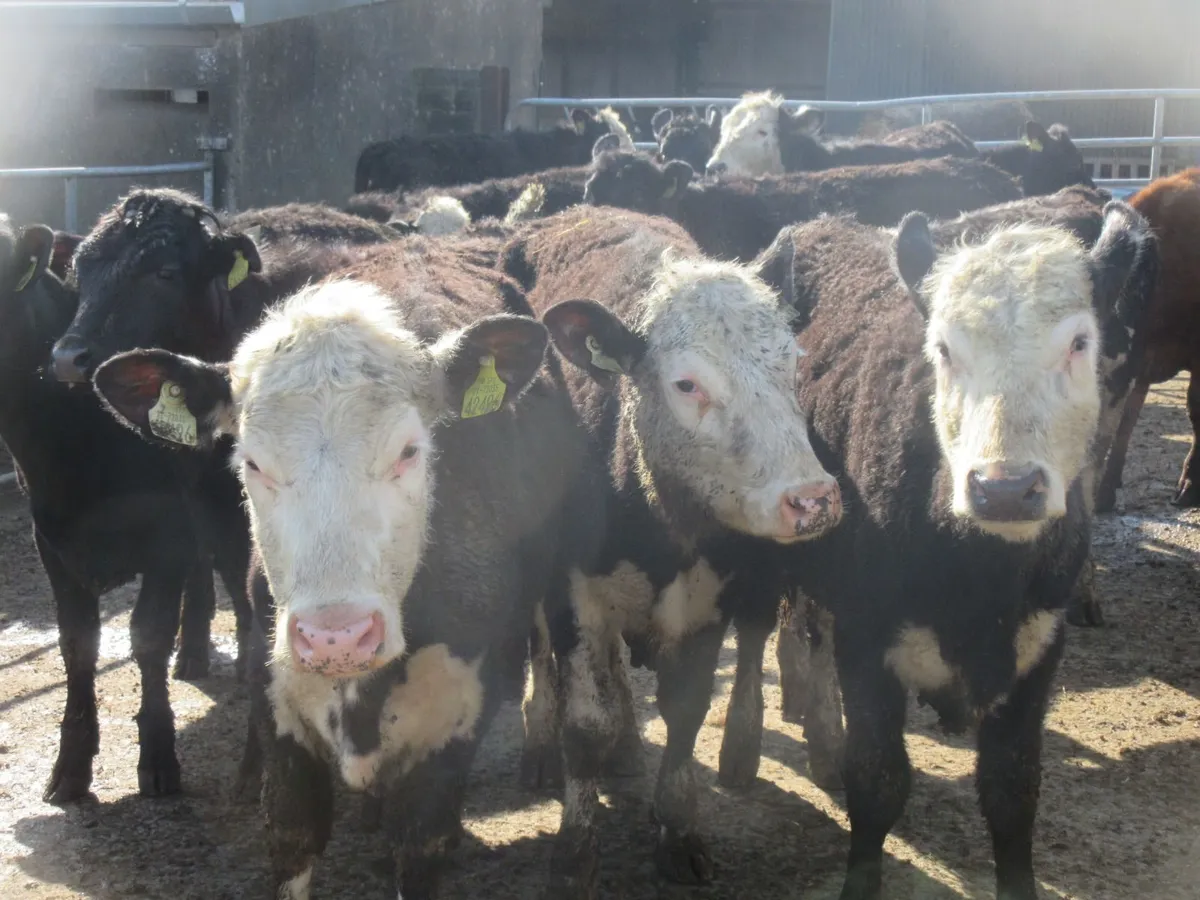21 hereford and angus heifers - Image 2