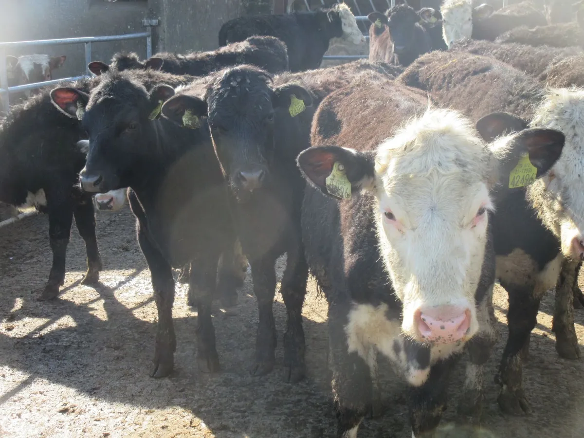 21 hereford and angus heifers - Image 4