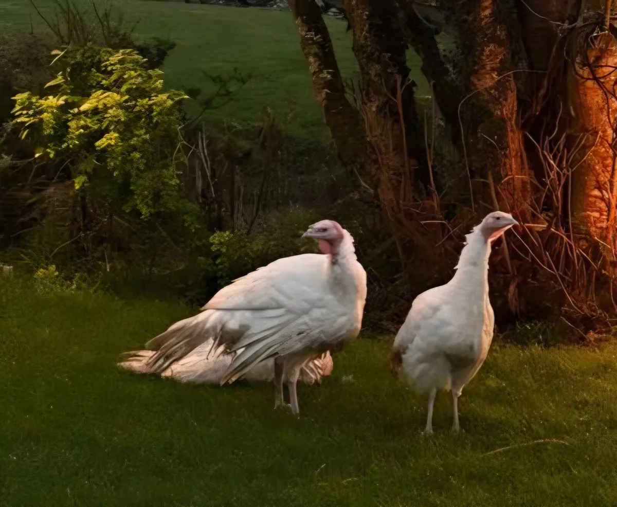 Turkeys - Image 1