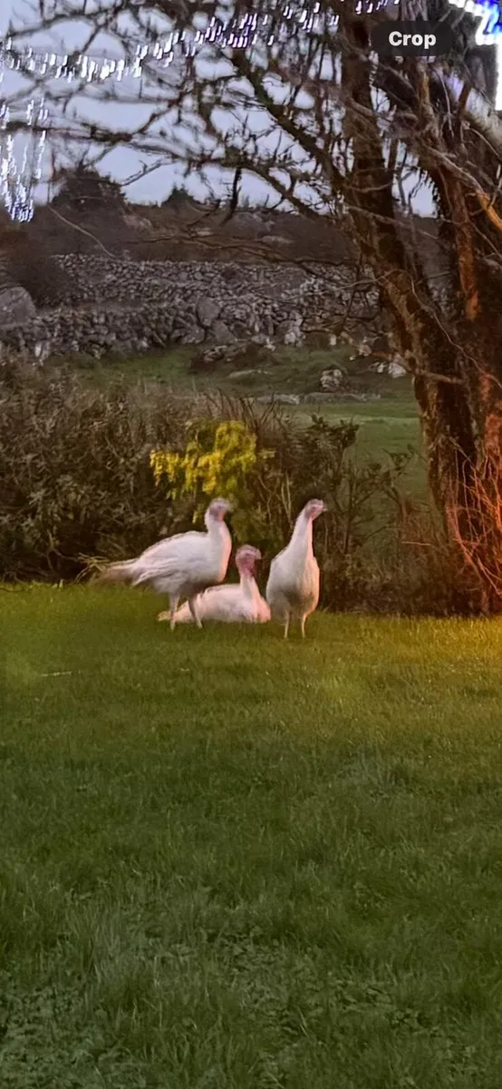 Turkeys - Image 2
