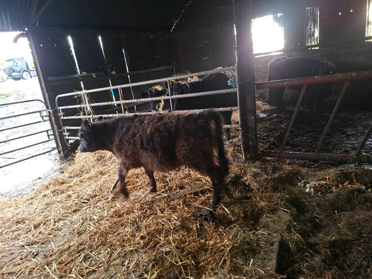 Cows with calfs at foot - Image 2