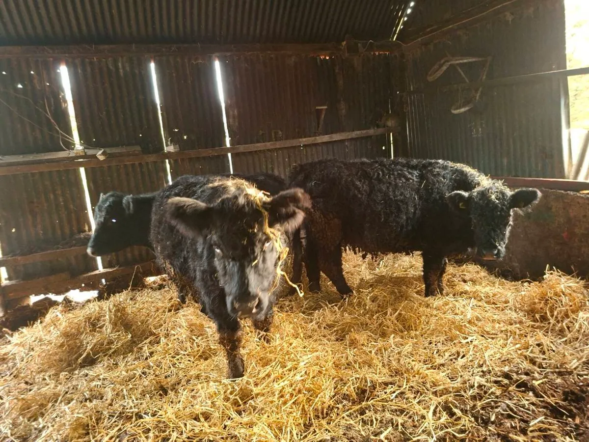 Cows with calfs at foot - Image 3